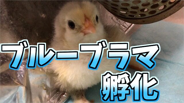 ブルーブラマ 巨大鶏 のヒヨコ誕生 今年最後の卵孵化 鳥 ニワトリ キジ ペット 飼育 明日何しようかな